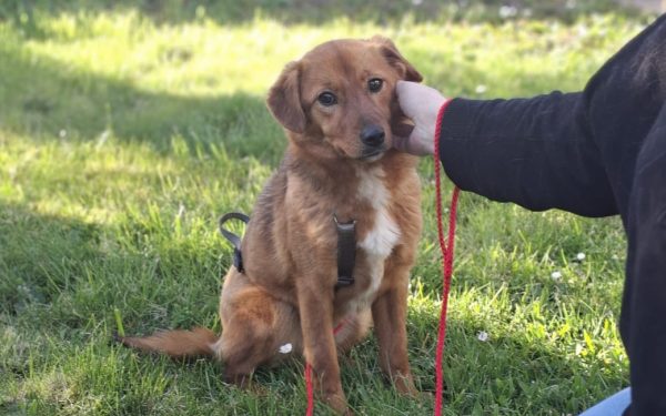 Ilfov: Sterilizări GRATUITE pentru câini. Care sunt localitățile?