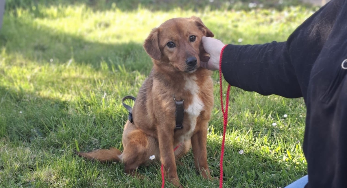 Ilfov: Sterilizări GRATUITE pentru câini. Care sunt localitățile?