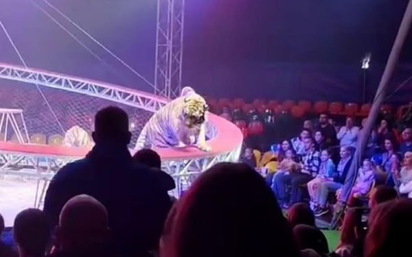 Tigru scăpat la circ în Rusia: Panică, țipete și fuga spectatorilor