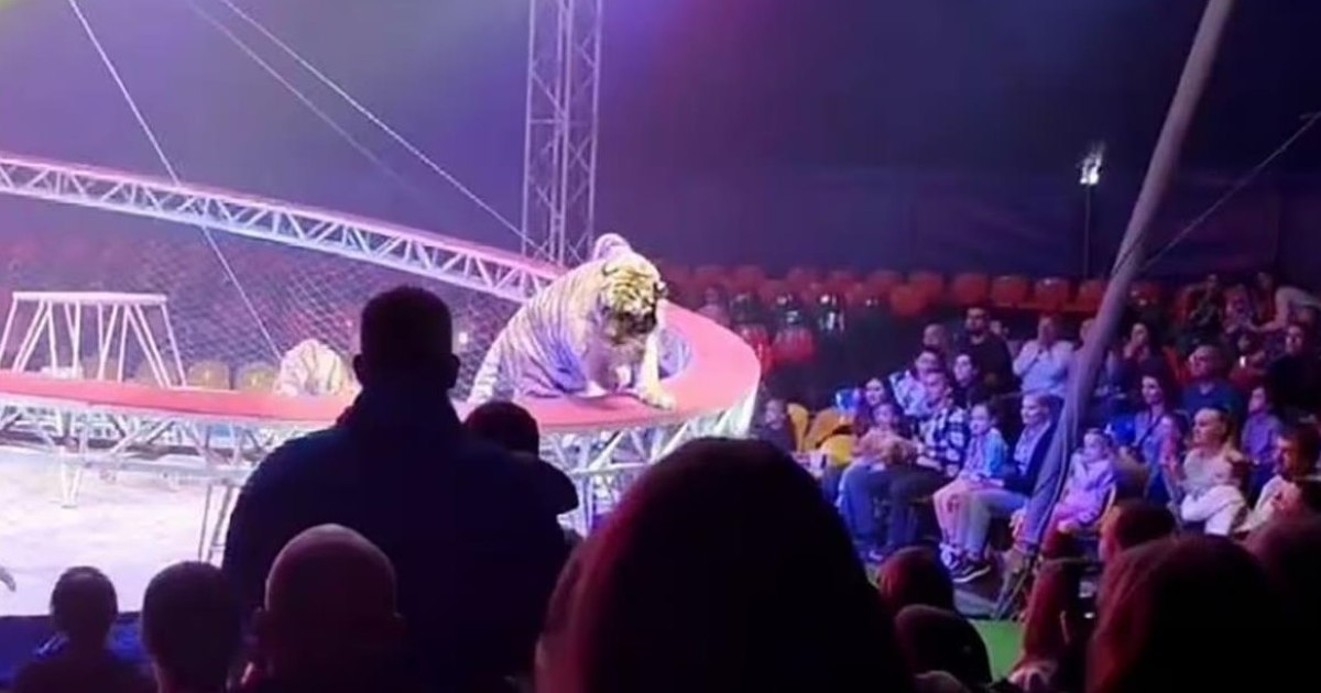 Tigru scăpat la circ în Rusia: Panică, țipete și fuga spectatorilor