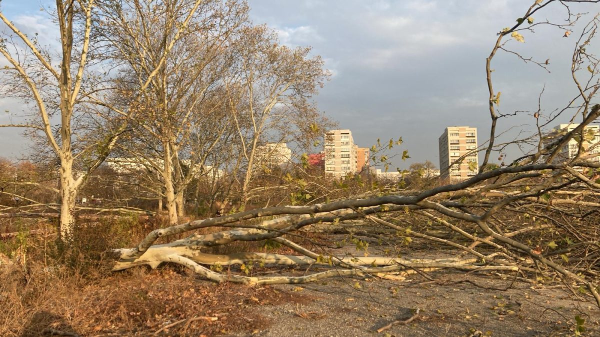 Buzoianu ia măsuri: Ordonanța anti-tăieri ilegale de arbori, la avizare