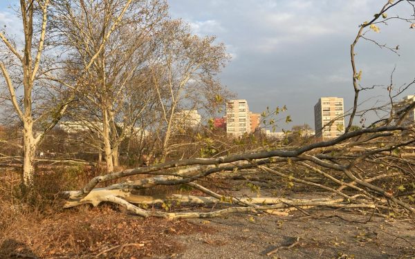 Buzoianu ia măsuri: Ordonanța anti-tăieri ilegale de arbori, la avizare