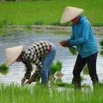 Războiul din Iran: Criza combustibililor lovește culturile de orez din Asia