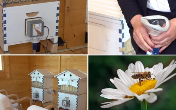 Apiterapia: Românii se vindecă cu aer din stup. Unde poți face asta în România