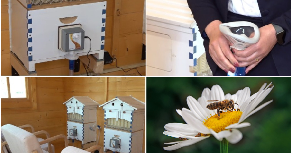 Apiterapia: Românii se vindecă cu aer din stup. Unde poți face asta în România