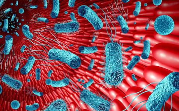 Intestinul, „al doilea creier”: Cum influențează microbiomul memoria și sănătatea