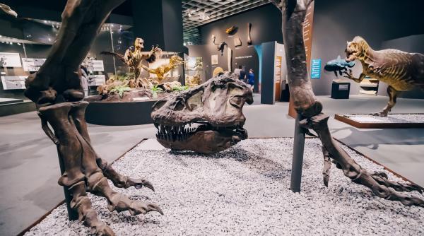 Ou de dinozaur minuscul, record GUINNESS: cel mai mic din lume