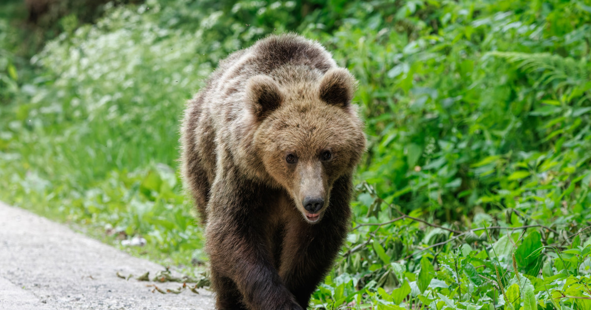 Urs împușcat ilegal în Brașov: Doi bărbați, reținuți după vânătoare cu termoviziune