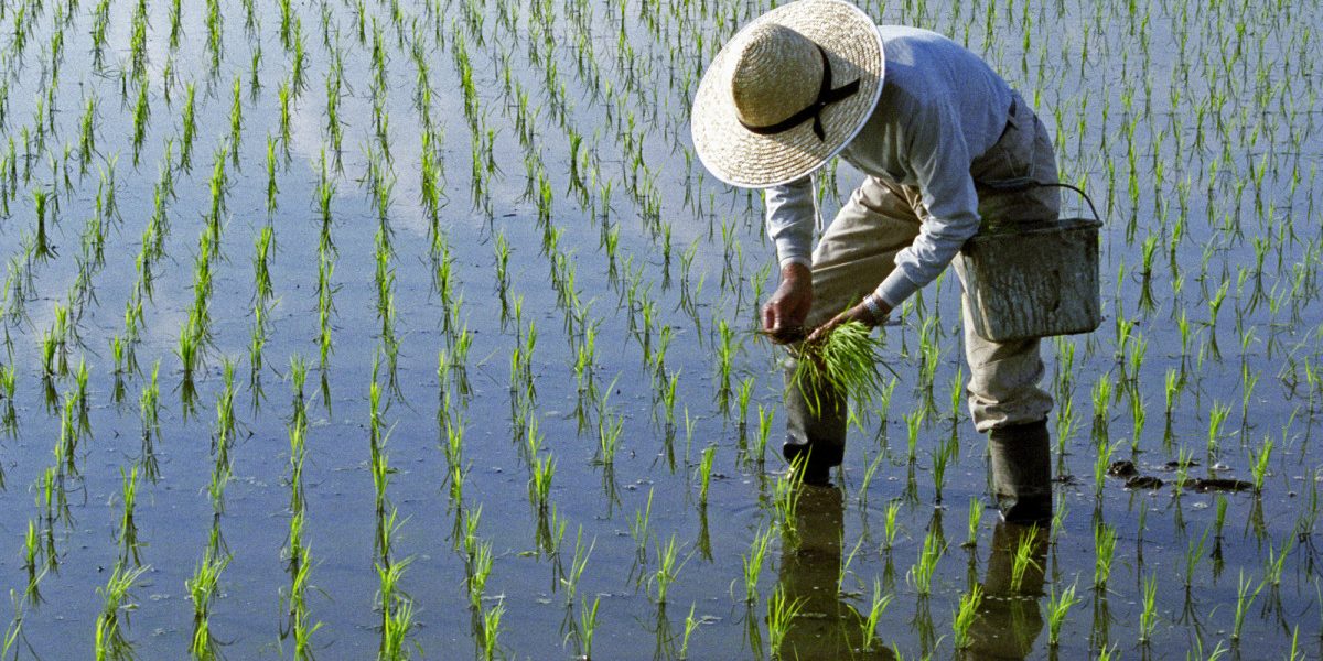 Lipsa combustibilului din Iran lovește: Asia, amenințată de criza orezului