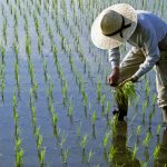 Lipsa combustibilului din Iran lovește: Asia, amenințată de criza orezului