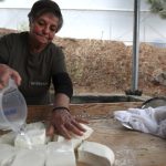 Brânza Halloumi, în criză: fermieri ciprioți, loviți de boală. Soluția, la turci