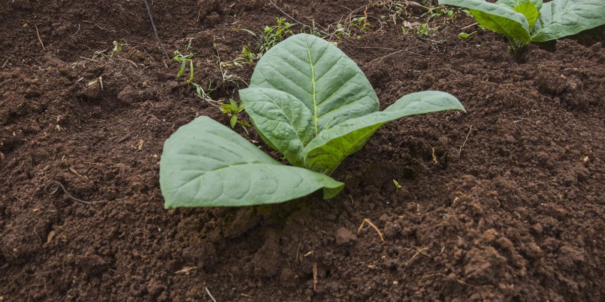 Un studiu recent publicat în revista Science Advances scoate în evidență o descoperire surprinzătoare: un grup de cercetători a reușit să modifice genetic plante de tutun pentru a produce cinci compuși psihedelici, întâlniti în mod obișnuit în ciuperci cu psilocibină, ayahuasca și broaște