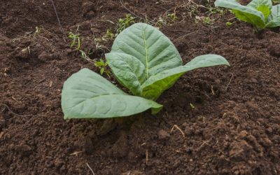 Un studiu recent publicat în revista Science Advances scoate în evidență o descoperire surprinzătoare: un grup de cercetători a reușit să modifice genetic plante de tutun pentru a produce cinci compuși psihedelici, întâlniti în mod obișnuit în ciuperci cu psilocibină, ayahuasca și broaște