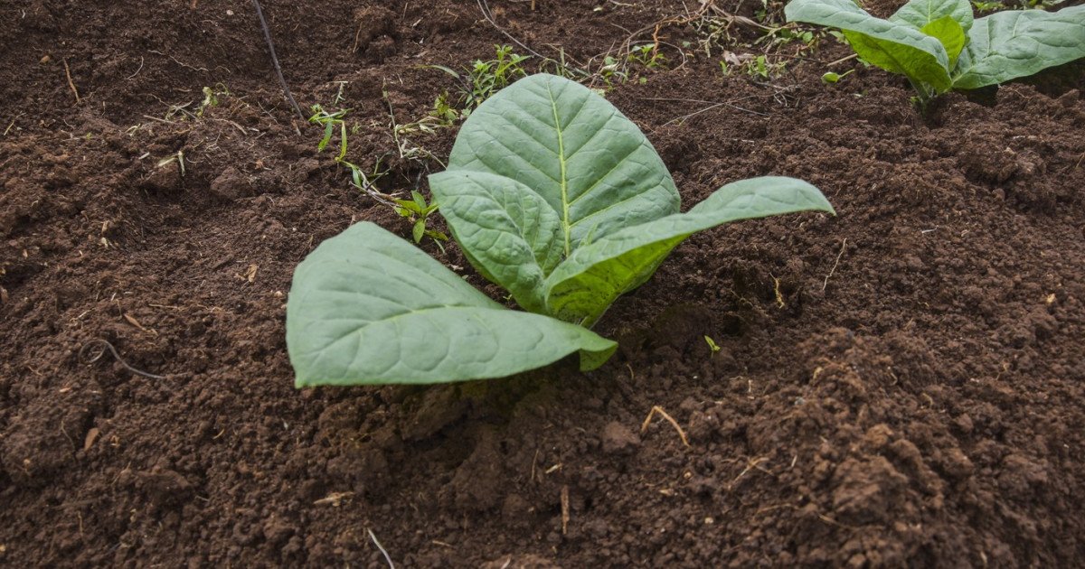 Un studiu recent publicat în revista Science Advances scoate în evidență o descoperire surprinzătoare: un grup de cercetători a reușit să modifice genetic plante de tutun pentru a produce cinci compuși psihedelici, întâlniti în mod obișnuit în ciuperci cu psilocibină, ayahuasca și broaște