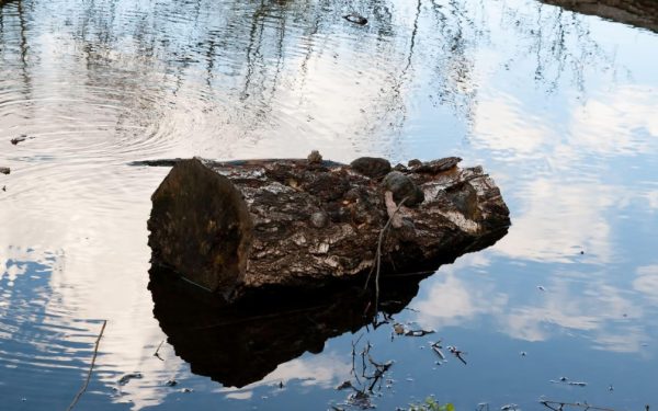 Oamenii preistorici, inovație: foc aprins cu lemne aduse de apă acum 780.000 de ani