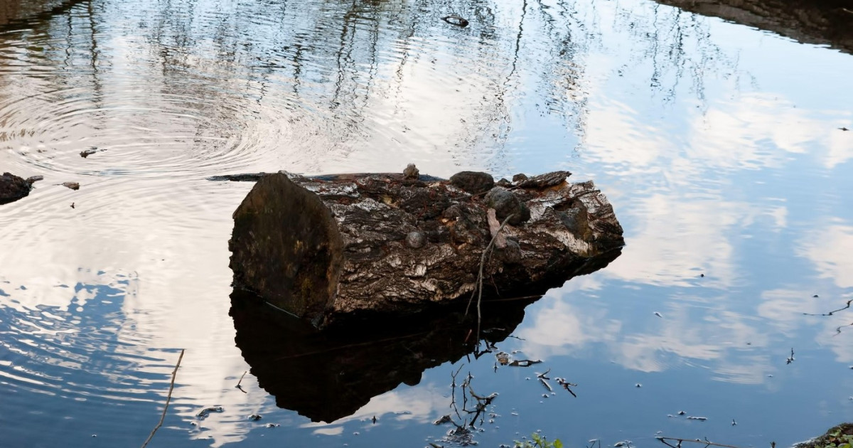 Oamenii preistorici, inovație: foc aprins cu lemne aduse de apă acum 780.000 de ani