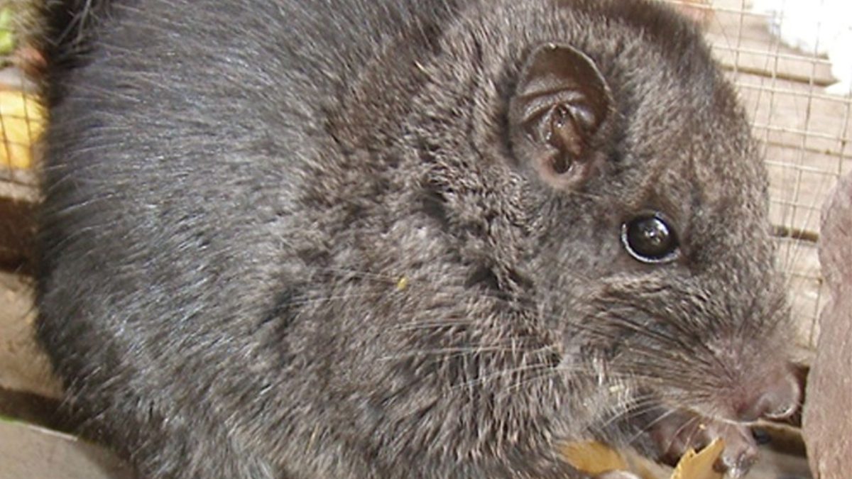 Rozătoare dispărute, găsite după 11 milioane de ani: Uimitor în junglă