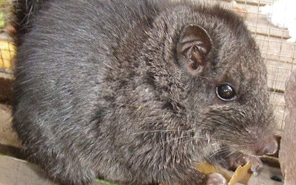 Rozătoare dispărute, găsite după 11 milioane de ani: Uimitor în junglă