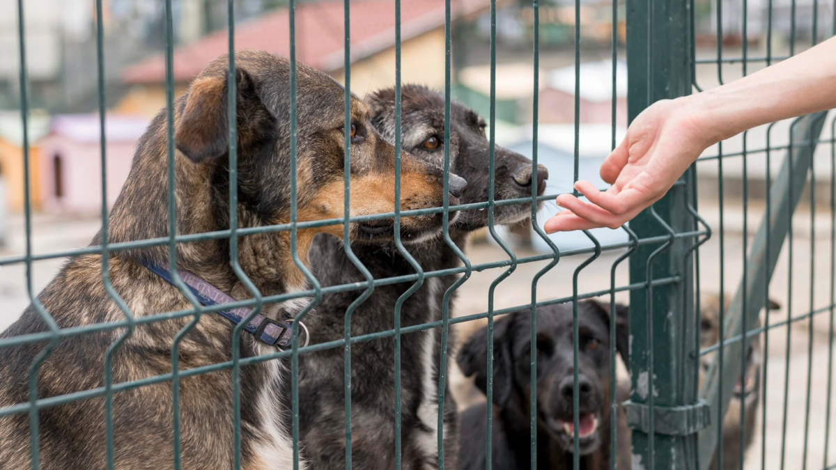 Două târguri de adopții la Circul Metropolitan din București, luna aceasta