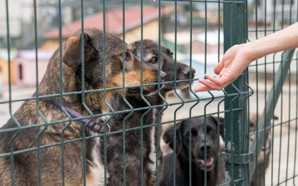 Două târguri de adopții la Circul Metropolitan din București, luna aceasta