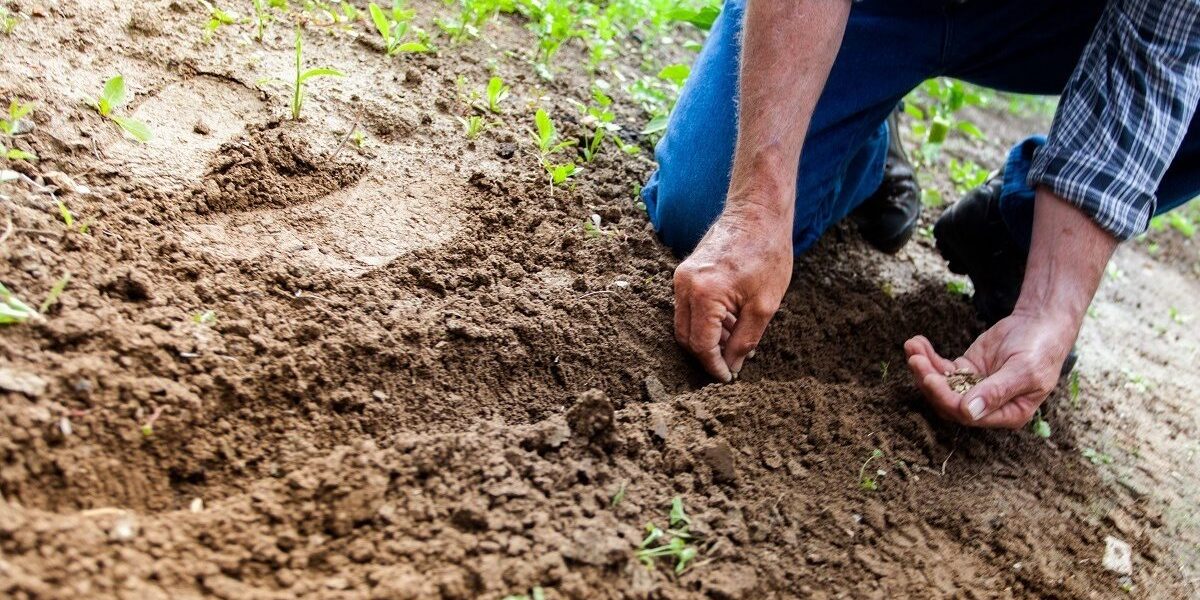 Reprezentanții sectorului agricol românesc sunt așteptați pe 13 aprilie la Bruxelles, pentru discuții cu oficialii Comisiei Europene, în contextul creșterii accelerate a prețurilor la îngrășăminte și a tensiunilor generate de conflictul din Orientul Mijlociu