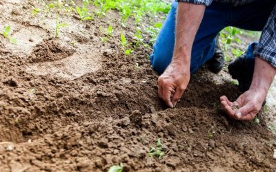 Reprezentanții sectorului agricol românesc sunt așteptați pe 13 aprilie la Bruxelles, pentru discuții cu oficialii Comisiei Europene, în contextul creșterii accelerate a prețurilor la îngrășăminte și a tensiunilor generate de conflictul din Orientul Mijlociu