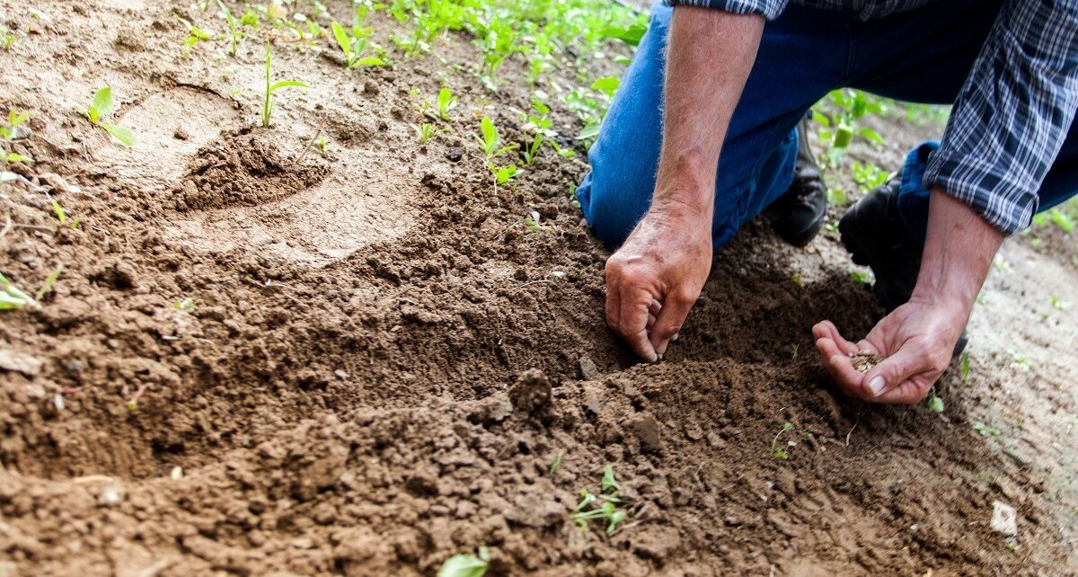 Reprezentanții sectorului agricol românesc sunt așteptați pe 13 aprilie la Bruxelles, pentru discuții cu oficialii Comisiei Europene, în contextul creșterii accelerate a prețurilor la îngrășăminte și a tensiunilor generate de conflictul din Orientul Mijlociu