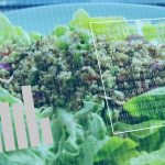 Cum mâncăm SĂNĂTOS la orice vârstă: ghidul nutrițional complet