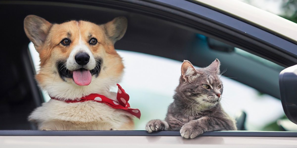 Amenzi DRASTICE pentru șoferii din România care își plimbă animalul pe scaunul din față