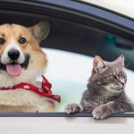 Amenzi DRASTICE pentru șoferii din România care își plimbă animalul pe scaunul din față