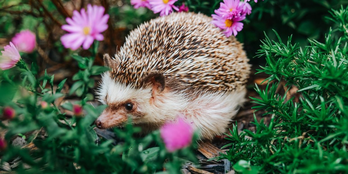 Ariciul, un aliat prețios al grădinii, se confruntă cu o scădere alarmantă a populației în Europa