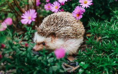 Ariciul, un aliat prețios al grădinii, se confruntă cu o scădere dramatică a populației în Europa, ajungând la o treime din numărul existent în anii 1950
