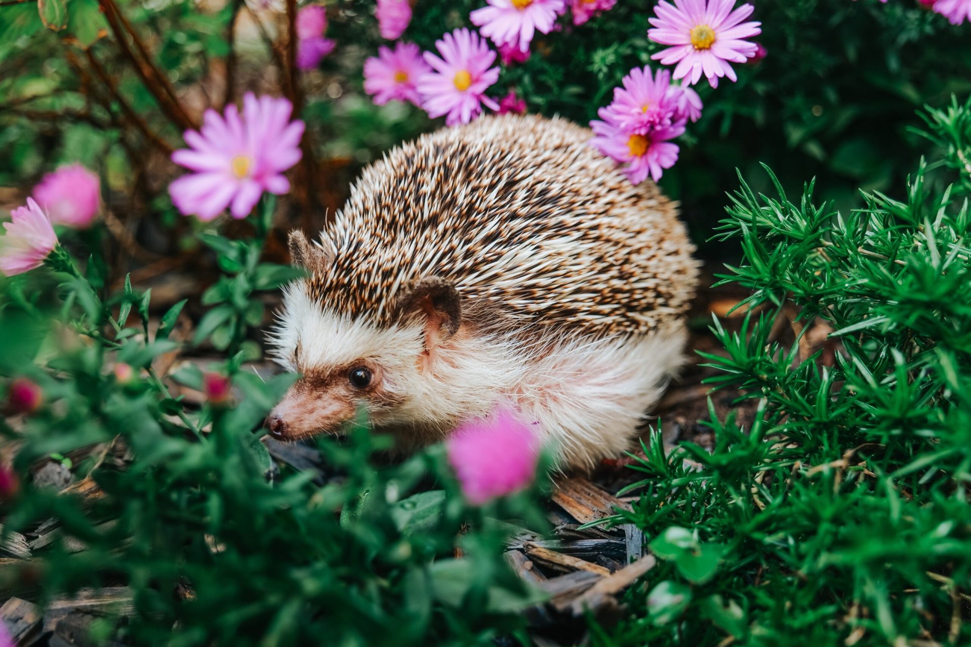 Ariciul, un aliat prețios al grădinii, se confruntă cu o scădere alarmantă a populației în Europa