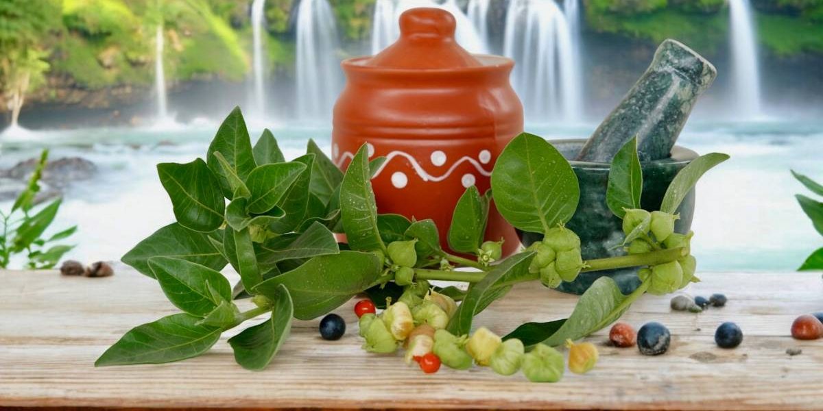 Planta asiatică ashwagandha, cunoscută adesea sub numele de „Xanaxul naturii”, câștigă tot mai mult interes în rândul specialiștilor și al persoanelor care caută soluții pentru reducerea stresului și anxietății