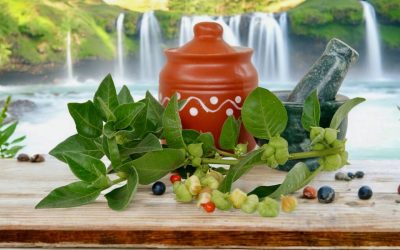 Planta asiatică ashwagandha, cunoscută adesea sub numele de „Xanaxul naturii”, câștigă tot mai mult interes în rândul specialiștilor și al persoanelor care caută soluții pentru reducerea stresului și anxietății