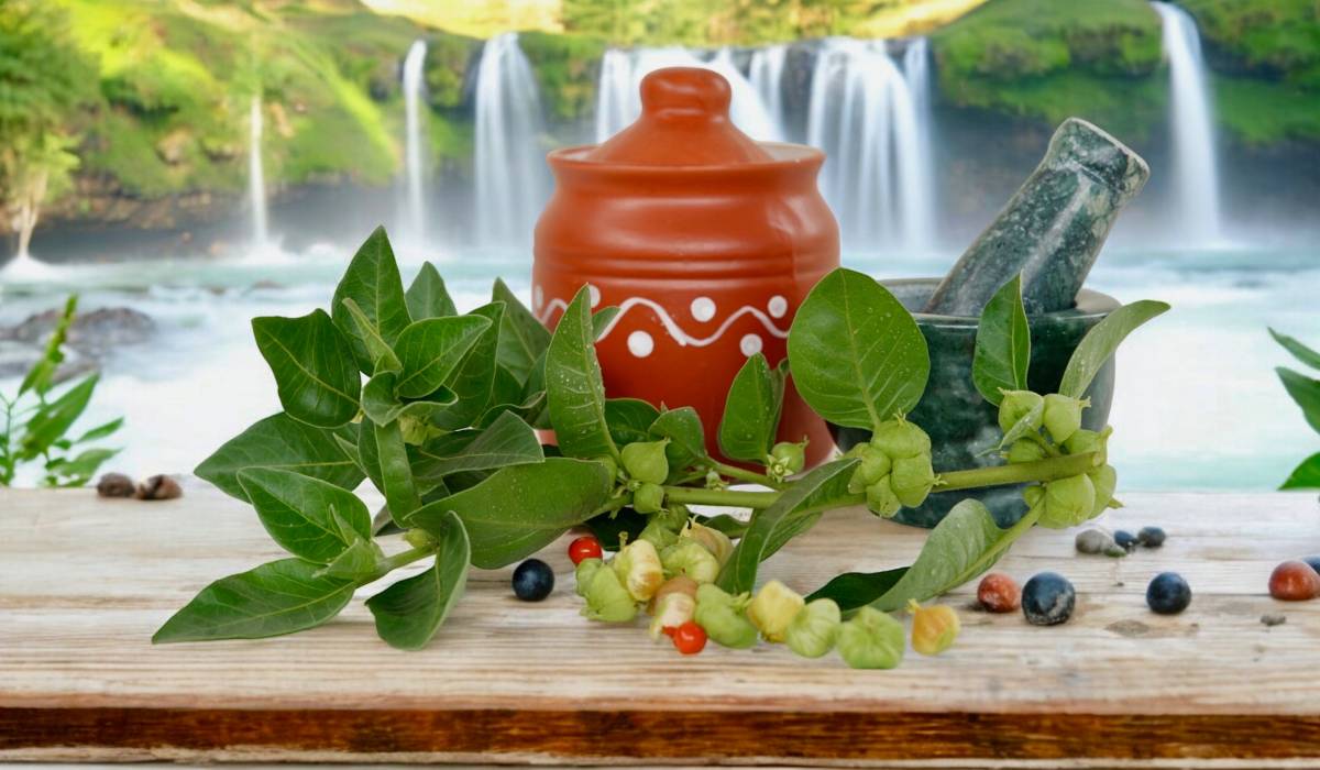 Planta asiatică ashwagandha, cunoscută adesea sub numele de „Xanaxul naturii”, câștigă tot mai mult interes în rândul specialiștilor și al persoanelor care caută soluții pentru reducerea stresului și anxietății