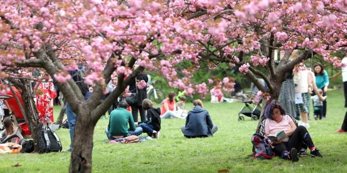 Bucureștiul se Mândrește cu Cea Mai Mare Grădină Japoneză din Europa Primăria Municipiului București a anunțat oficial, marți seară, finalizarea celei mai mari Grădini Japoneze din Europa, amplasată în Parcul Herăstrău