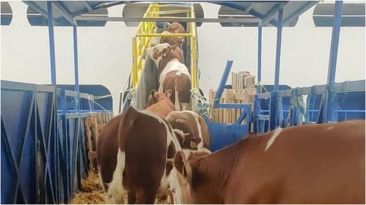 Ovine și bovine, asalt spre țările arabe înainte de Kurban Bayram: Creșteri prin Midia