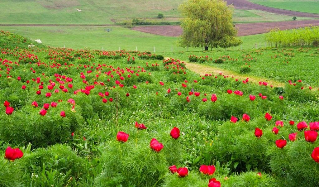 Zilele Bujorilor de Stepă revin la Castelul Ugron Cea de-a treia ediție a evenimentului dedicat bujorilor de stepă va avea loc în perioada 25-26 aprilie, la Castelul Ugron