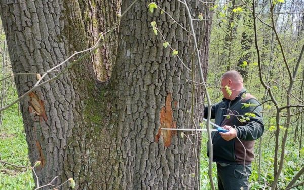 Buzoianu: Arborii seculari din Iași, salvați de la tăiere. Motivul: biodiversitatea