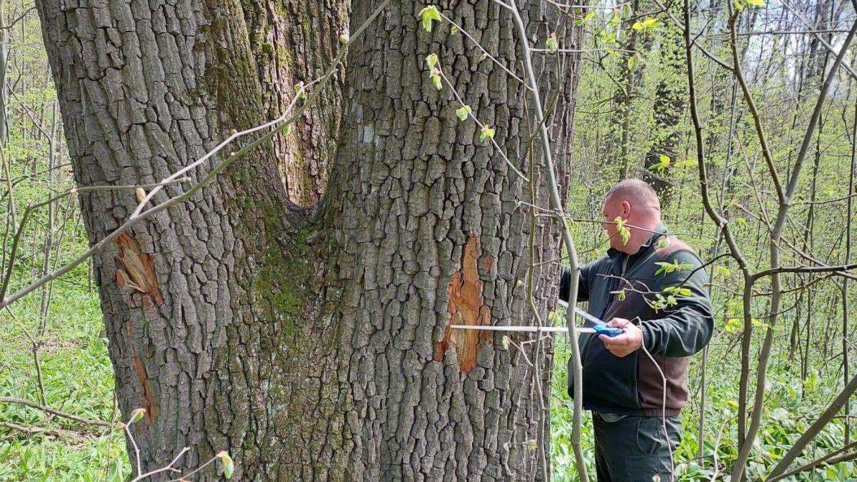 Buzoianu: Arborii seculari din Iași, salvați de la tăiere. Motivul: biodiversitatea