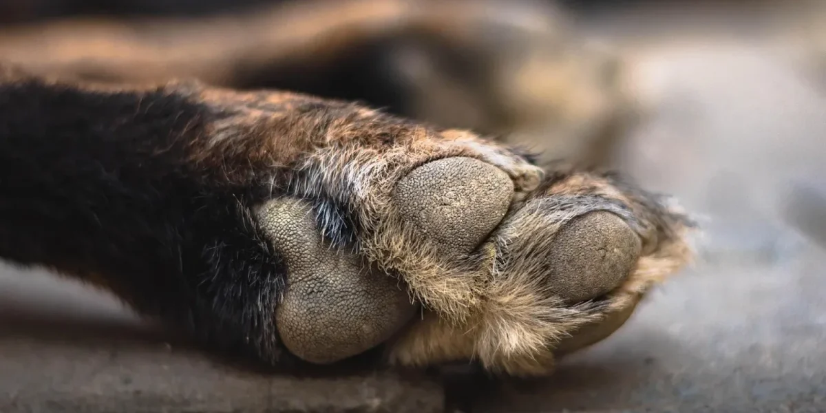 Doi bărbați sunt cercetați de polițiștii din Județul Olt după ce au legat un câine de un copac, la ieșirea din Caracal, iar animalul a murit