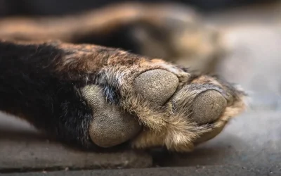 Doi bărbați sunt cercetați de polițiștii din Județul Olt după ce au legat un câine de un copac, la ieșirea din Caracal, iar animalul a murit