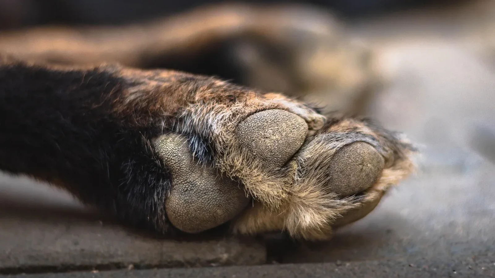 Doi bărbați sunt cercetați de polițiștii din Județul Olt după ce au legat un câine de un copac, la ieșirea din Caracal, iar animalul a murit