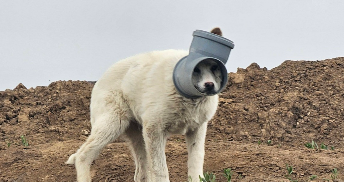 Câine cu capul blocat într-o țeavă, în continuare de negăsit: animalul este extrem de speriat și riscă să se rănească grav Un câine care are capul blocat într-o țeavă este căutat de zile bune, fără succes