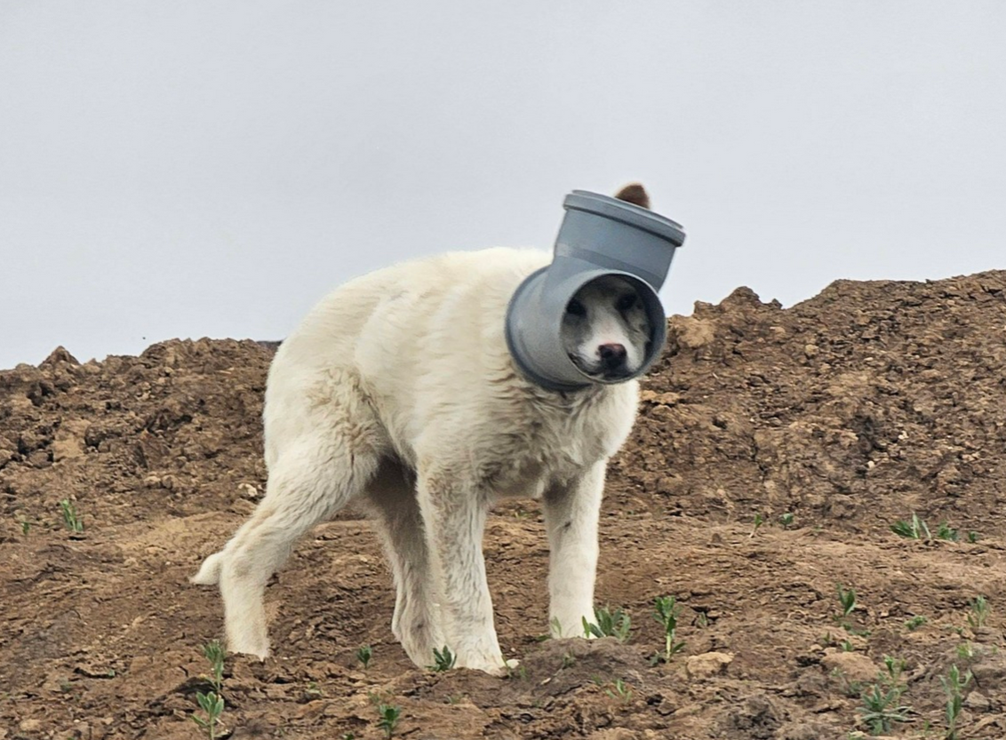 Câine cu capul blocat într-o țeavă, în continuare de negăsit: animalul este extrem de speriat și riscă să se rănească grav Un câine care are capul blocat într-o țeavă este căutat de zile bune, fără succes