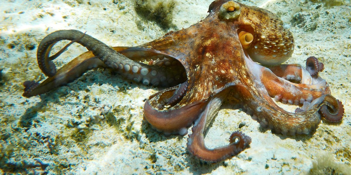 Cum se-mperechează caracatița: Un braț fertilizează femela