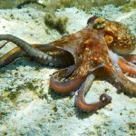 Cum se-mperechează caracatița: Un braț fertilizează femela