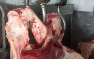 Carne Depozitată În Condiții Inacceptabile: ANPC Aplică Amenzi Grele După Controale În Țară Inspectorii Autorității Naționale pentru Protecția Consumatorilor (ANPC) au desfășurat o serie de controale ample la nivel național, în urma cărora au descoperit nereguli grave privind depozitarea și comercializarea produselor alimentare