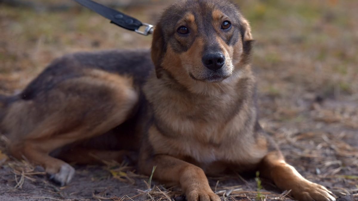 Dresor din Cluj, filmat cum lovește un câine: Anchetă după furia online